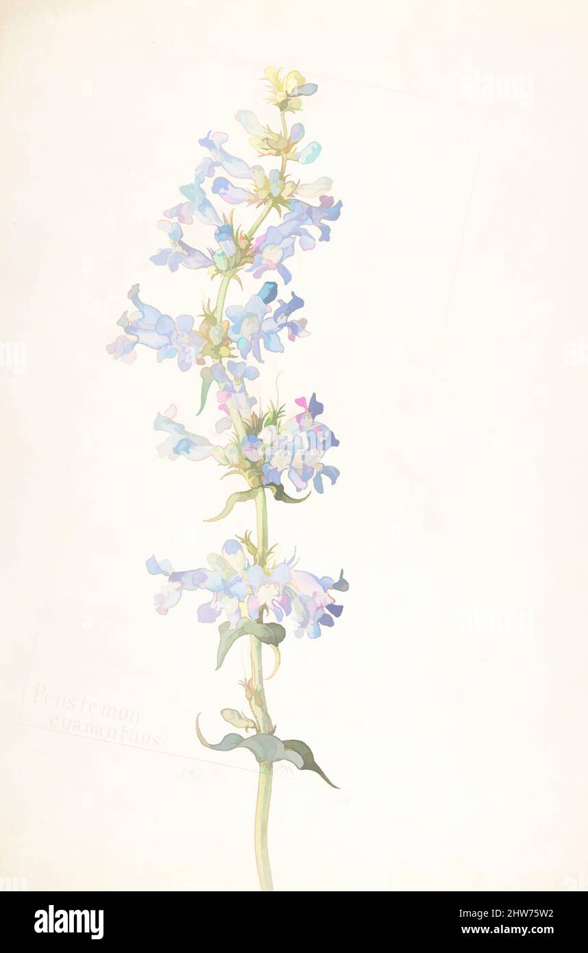 Art inspired by Penstemon cyananthus, May 29, 1913, Watercolor and brown ink over graphite, with page design indicated in graphite, sheet: 13 11/16 x 9 15/16 in. (34.8 x 25.2 cm), Drawings, Margaret Neilson Armstrong (American, New York 1867–1944 New York, Classic works modernized by Artotop with a splash of modernity. Shapes, color and value, eye-catching visual impact on art. Emotions through freedom of artworks in a contemporary way. A timeless message pursuing a wildly creative new direction. Artists turning to the digital medium and creating the Artotop NFT Stock Photo