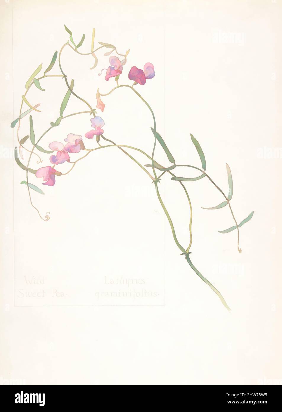 Art inspired by Wild Sweet Pea, Lathyrus graminifolius, May 12, 1912, Watercolor and brown ink over graphite, with page design indicated in graphite, sheet: 13 11/16 x 9 15/16 in. (34.8 x 25.2 cm), Drawings, Margaret Neilson Armstrong (American, New York 1867–1944 New York, Classic works modernized by Artotop with a splash of modernity. Shapes, color and value, eye-catching visual impact on art. Emotions through freedom of artworks in a contemporary way. A timeless message pursuing a wildly creative new direction. Artists turning to the digital medium and creating the Artotop NFT Stock Photo