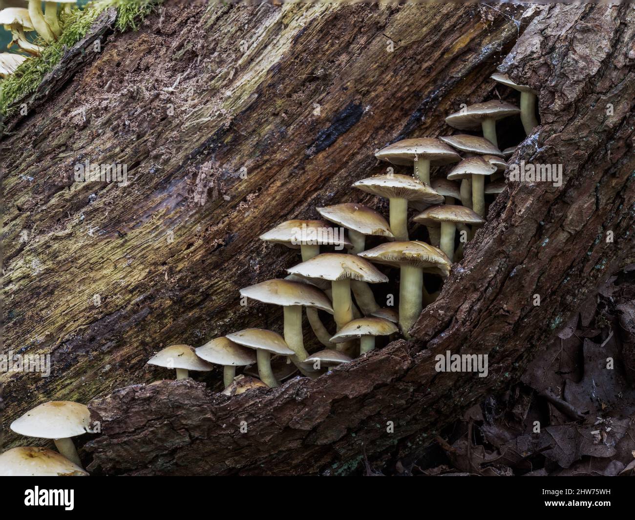 Sulphur Tuft Mushroom on a Rotting Tree Log Stock Photo - Alamy