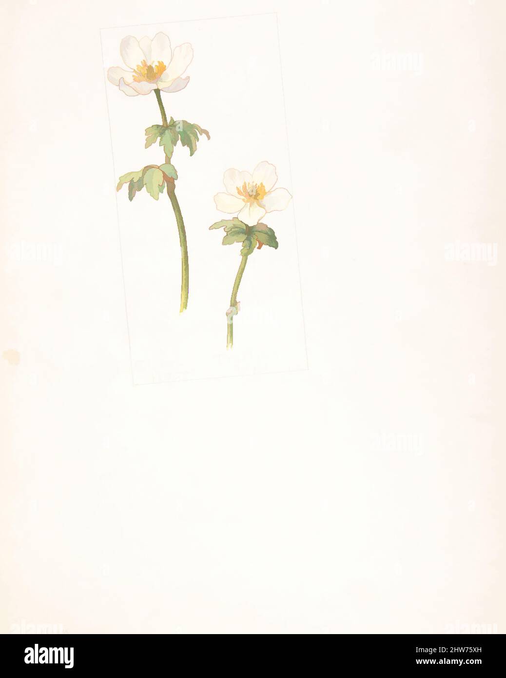 Art inspired by Globe flower, Trollius laxus, June 26, 1909, Watercolor and brown ink over graphite, with page design indicated in graphite, sheet: 13 11/16 x 9 15/16 in. (34.8 x 25.2 cm), Drawings, Margaret Neilson Armstrong (American, New York 1867–1944 New York, Classic works modernized by Artotop with a splash of modernity. Shapes, color and value, eye-catching visual impact on art. Emotions through freedom of artworks in a contemporary way. A timeless message pursuing a wildly creative new direction. Artists turning to the digital medium and creating the Artotop NFT Stock Photo