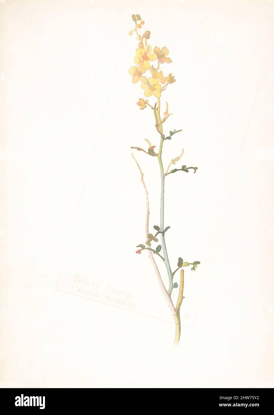 Art inspired by Desert Senna, Cassia armata, May 25, 1912, Watercolor and brown ink over graphite, with page design indicated in graphite, sheet: 13 11/16 x 9 15/16 in. (34.8 x 25.2 cm), Drawings, Margaret Neilson Armstrong (American, New York 1867–1944 New York, Classic works modernized by Artotop with a splash of modernity. Shapes, color and value, eye-catching visual impact on art. Emotions through freedom of artworks in a contemporary way. A timeless message pursuing a wildly creative new direction. Artists turning to the digital medium and creating the Artotop NFT Stock Photo