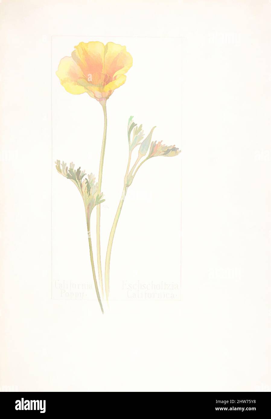 Art inspired by California Poppy, Eschscholtzia Californica, 1909–14, Watercolor and brown ink over graphite, with page design indicated in graphite, sheet: 13 11/16 x 9 15/16 in. (34.8 x 25.2 cm), Drawings, Margaret Neilson Armstrong (American, New York 1867–1944 New York, Classic works modernized by Artotop with a splash of modernity. Shapes, color and value, eye-catching visual impact on art. Emotions through freedom of artworks in a contemporary way. A timeless message pursuing a wildly creative new direction. Artists turning to the digital medium and creating the Artotop NFT Stock Photo