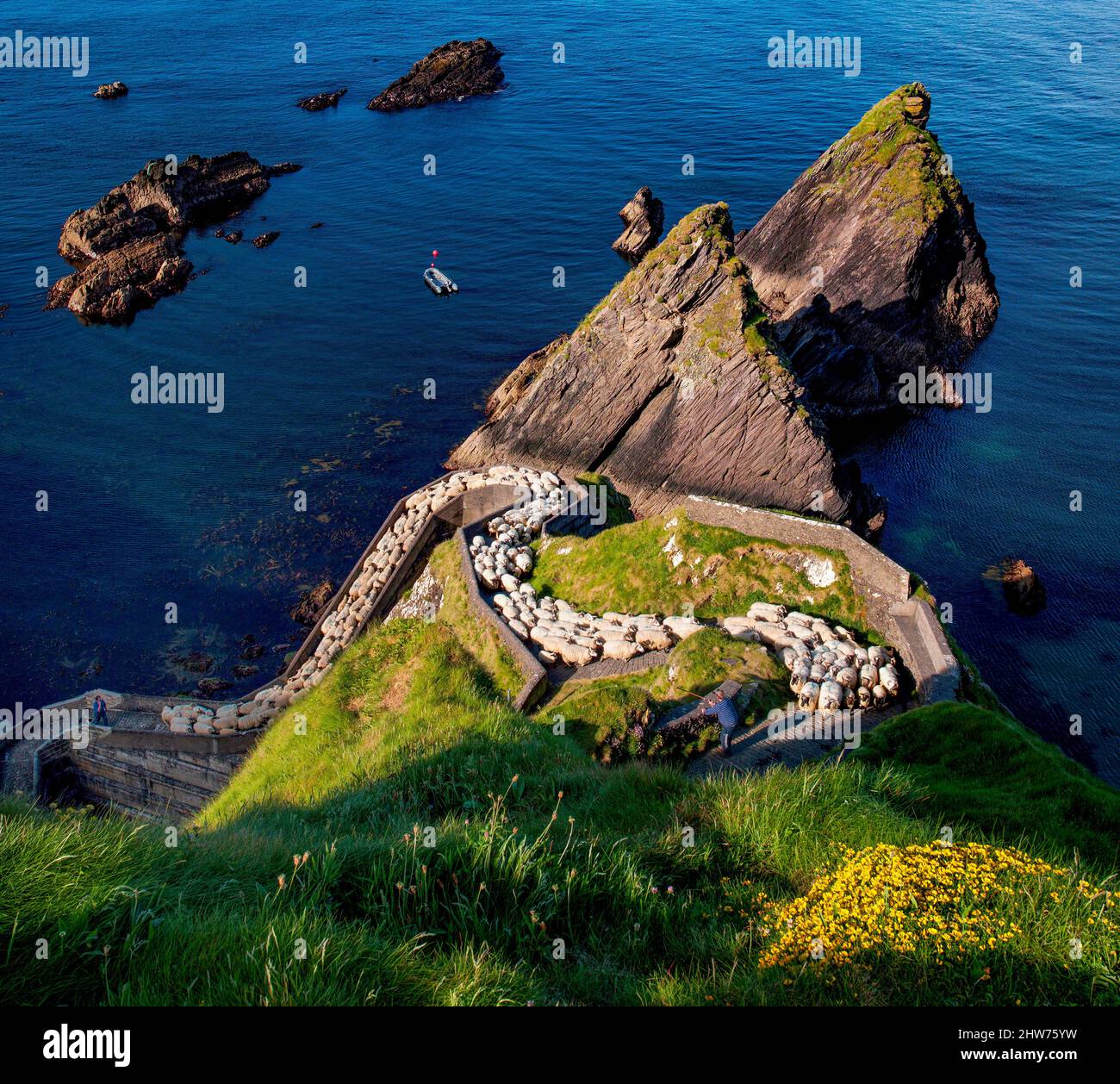 Sheep coming up from Dunquin Harbour, Dingle, County Kerry, Ireland Stock Photo