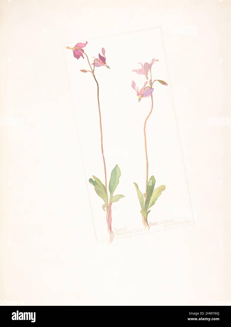 Art inspired by Small Shooting Star, Dodecatheon pauciflorum, Juky, 1909, Watercolor and brown ink over graphite, with page design indicated in graphite, sheet: 13 11/16 x 9 15/16 in. (34.8 x 25.2 cm), Drawings, Margaret Neilson Armstrong (American, New York 1867–1944 New York, Classic works modernized by Artotop with a splash of modernity. Shapes, color and value, eye-catching visual impact on art. Emotions through freedom of artworks in a contemporary way. A timeless message pursuing a wildly creative new direction. Artists turning to the digital medium and creating the Artotop NFT Stock Photo