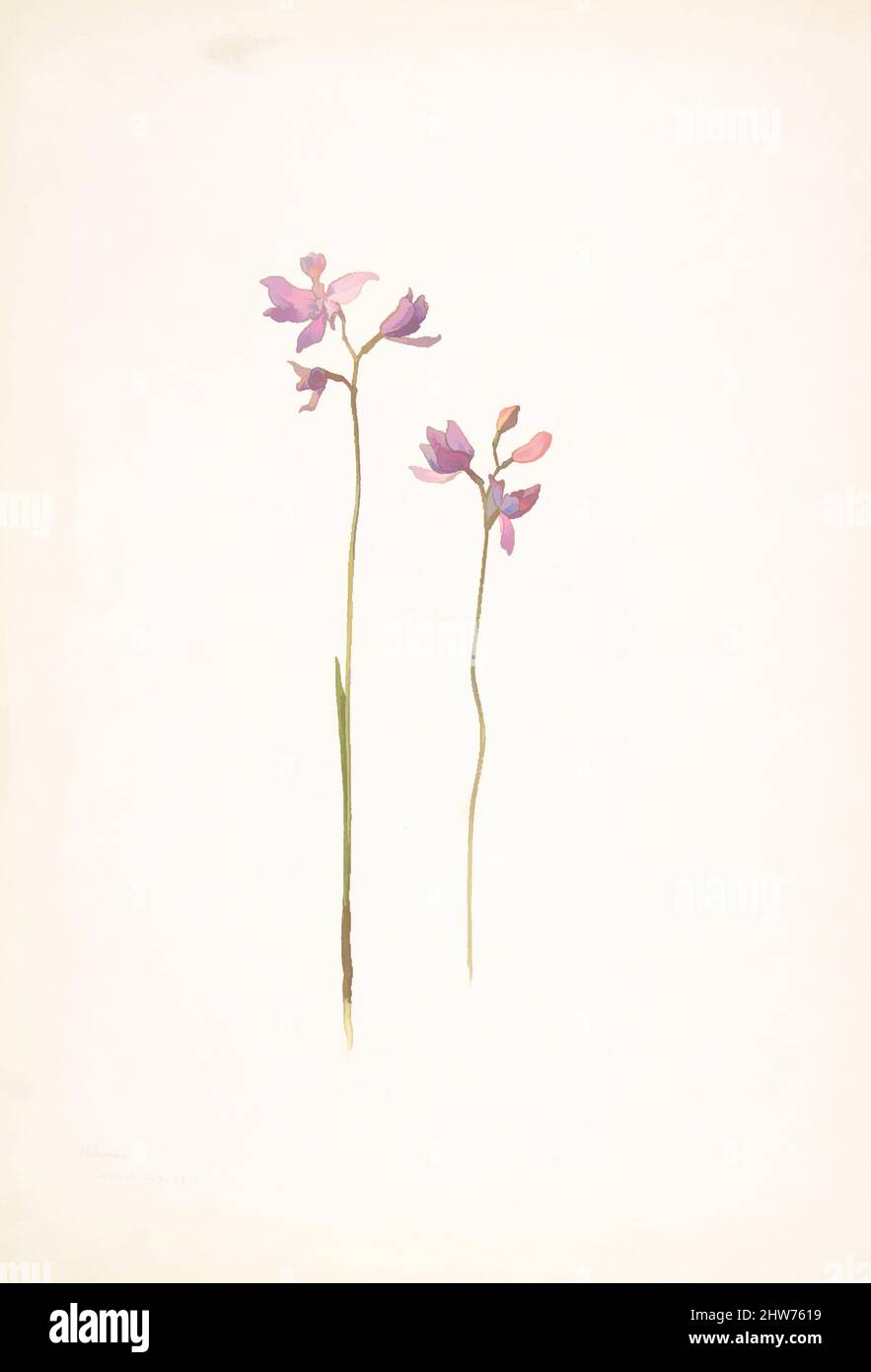 Art inspired by Purple Orchids or Lilies, March 24, 1911, Watercolor and brown ink over graphite, sheet: 13 11/16 x 9 15/16 in. (34.8 x 25.2 cm), Drawings, Margaret Neilson Armstrong (American, New York 1867–1944 New York, Classic works modernized by Artotop with a splash of modernity. Shapes, color and value, eye-catching visual impact on art. Emotions through freedom of artworks in a contemporary way. A timeless message pursuing a wildly creative new direction. Artists turning to the digital medium and creating the Artotop NFT Stock Photo