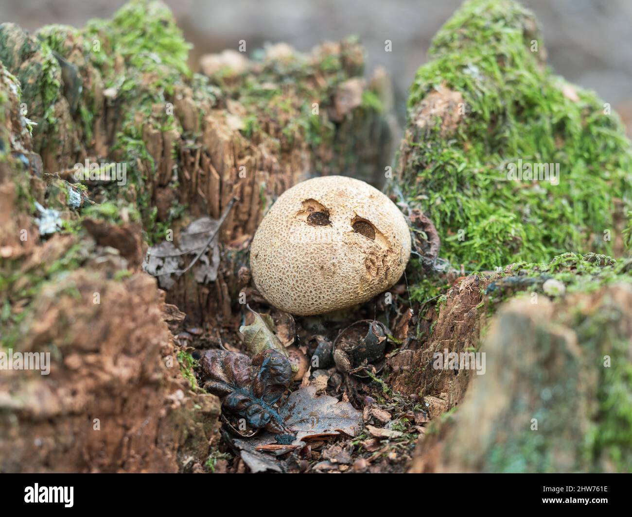 Common Earthball in the Middle of a Tree Stump Stock Photo