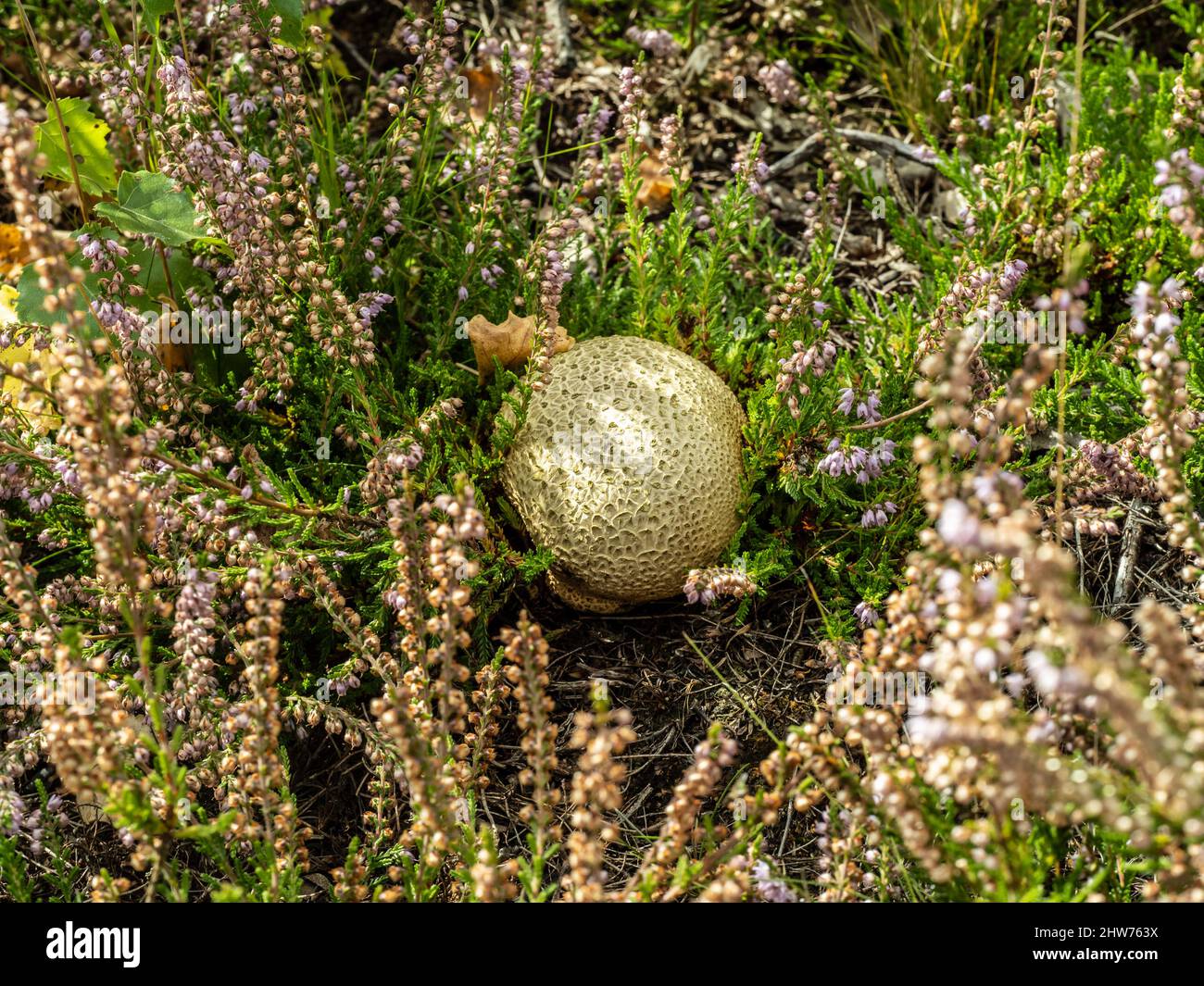 Common Earthball in the Middle of Bell Heather Stock Photo