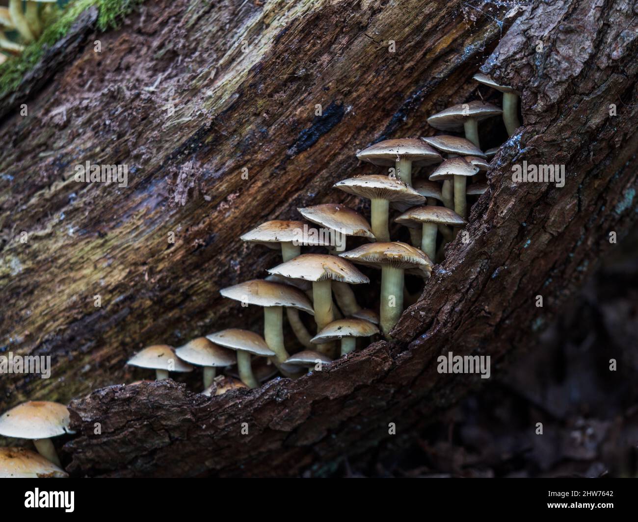 Sulphur Tuft Mushroom on a Rotting Tree Log Stock Photo