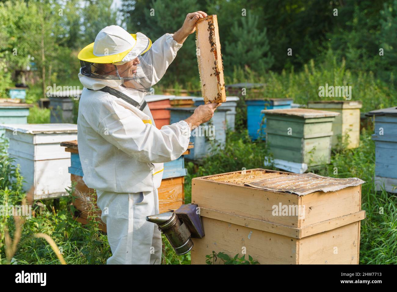 Beehive inspection hi-res stock photography and images - Alamy