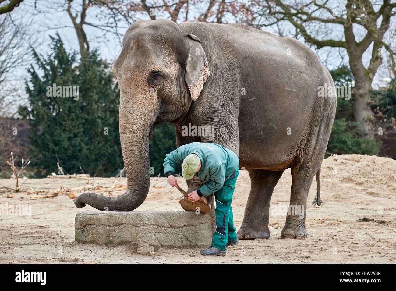 Hagenbeck elefanten tierpark frühstück