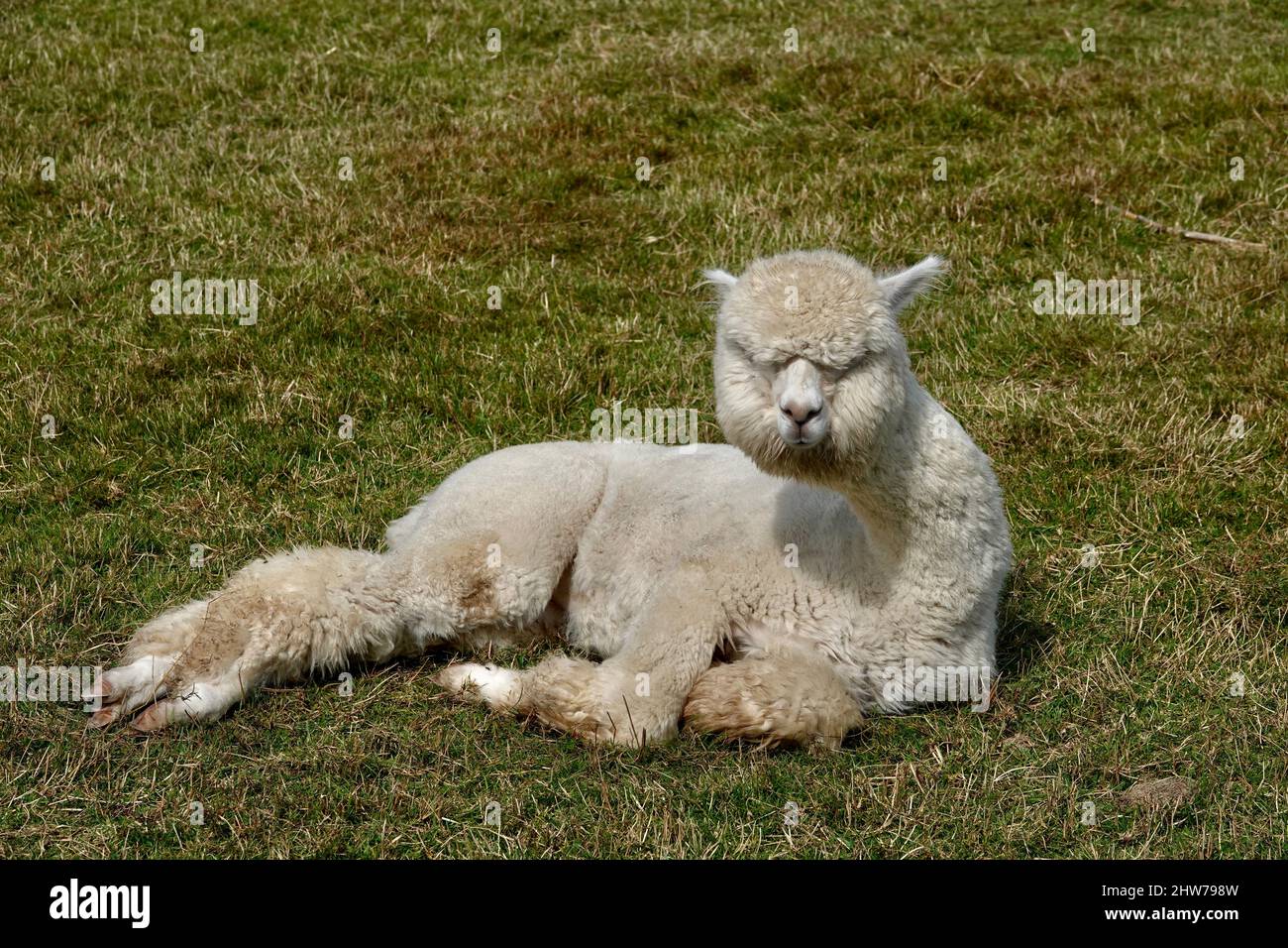 Cute adult llama alpaca lying on green grass and staring at the camera. Stock Photo