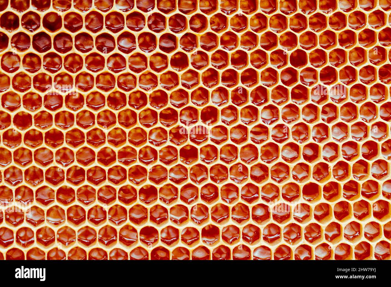 Background texture and pattern of a section of wax honeycomb from a bee hive filled with golden honey i Stock Photo