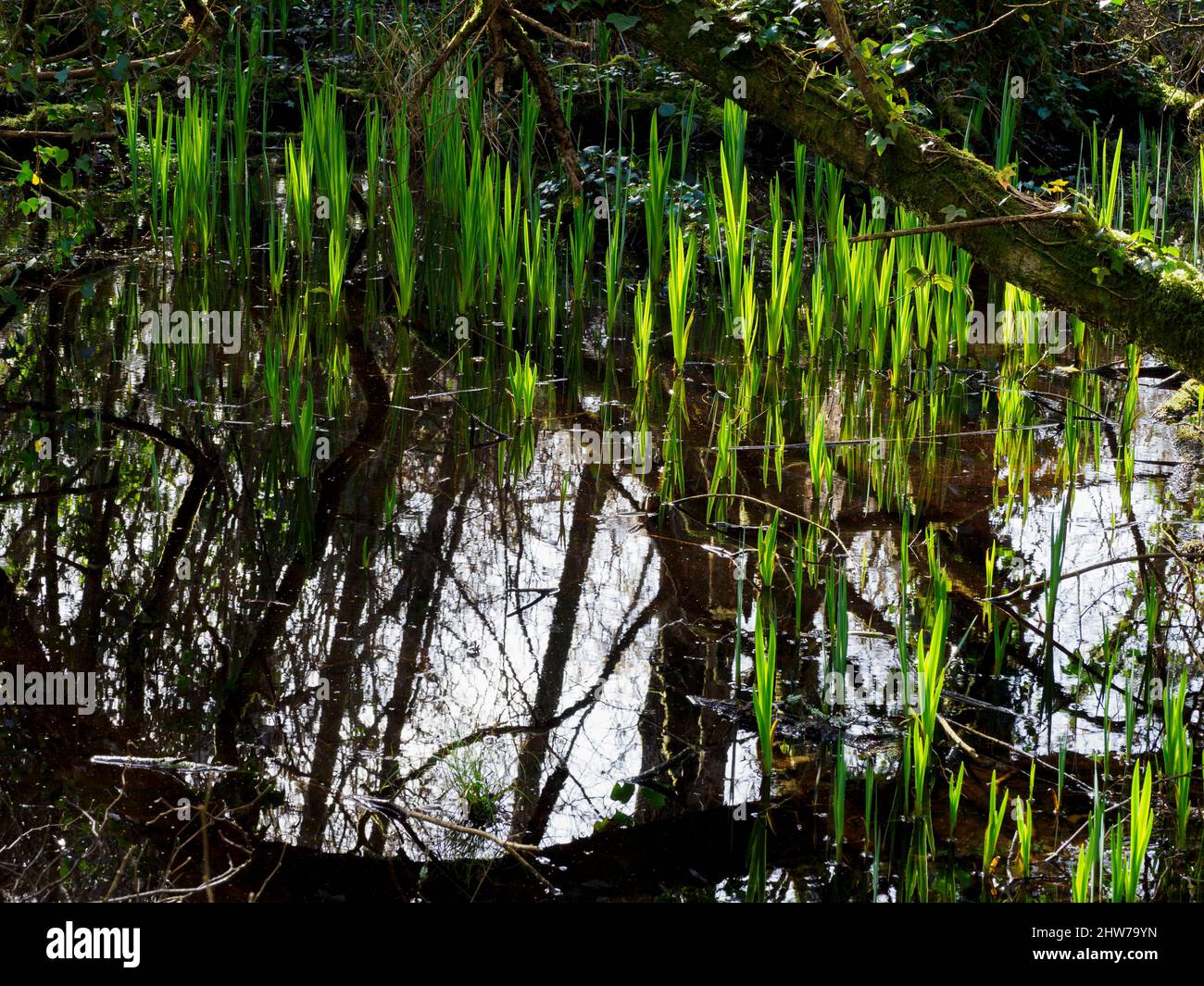Reeds in flooded woodland, Pentewan Valley Trail, Cornwall, UK Stock