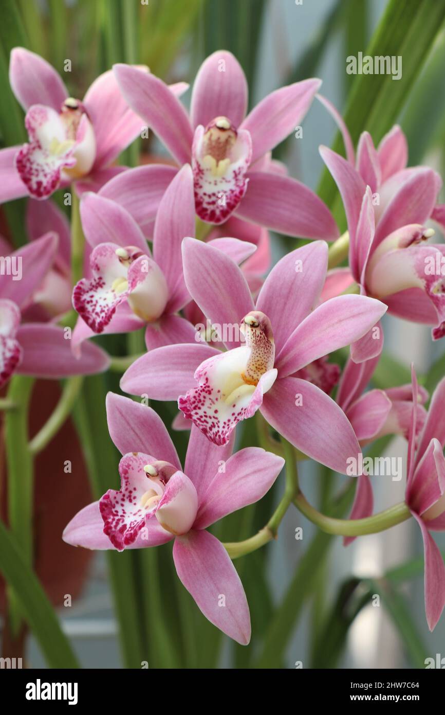 Pink orchid cymbidium hybrid with high-grade manure and fertilizers Stock Photo