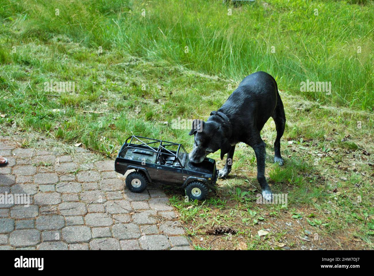 Dog playing with attacking and biting a remote control car Stock Photo