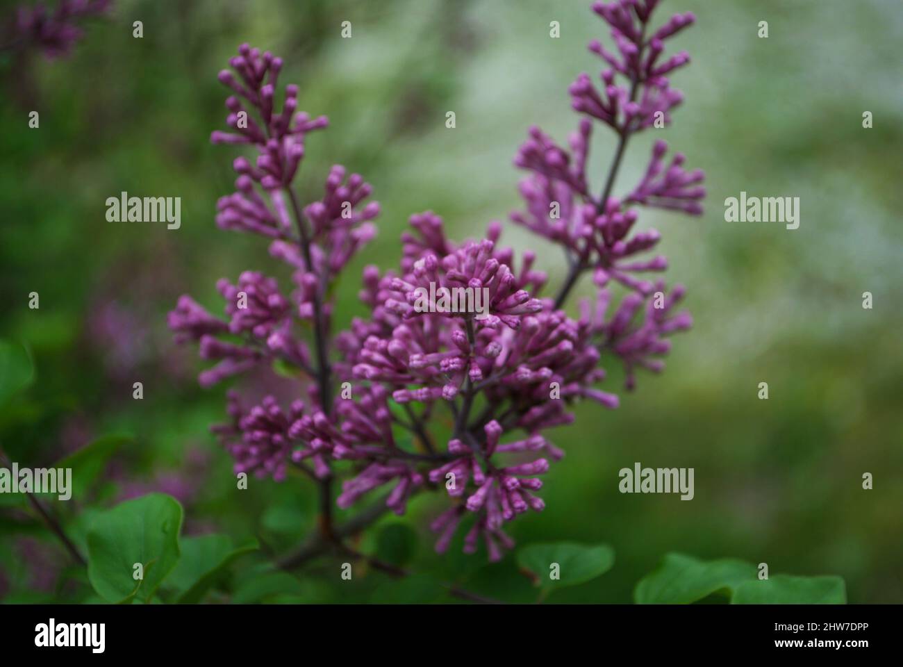 Purple flowers on a bush hi-res stock photography and images - Alamy