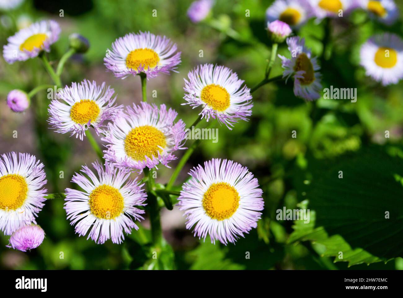 a bunch of little white and purple flowers blooming Stock Photo