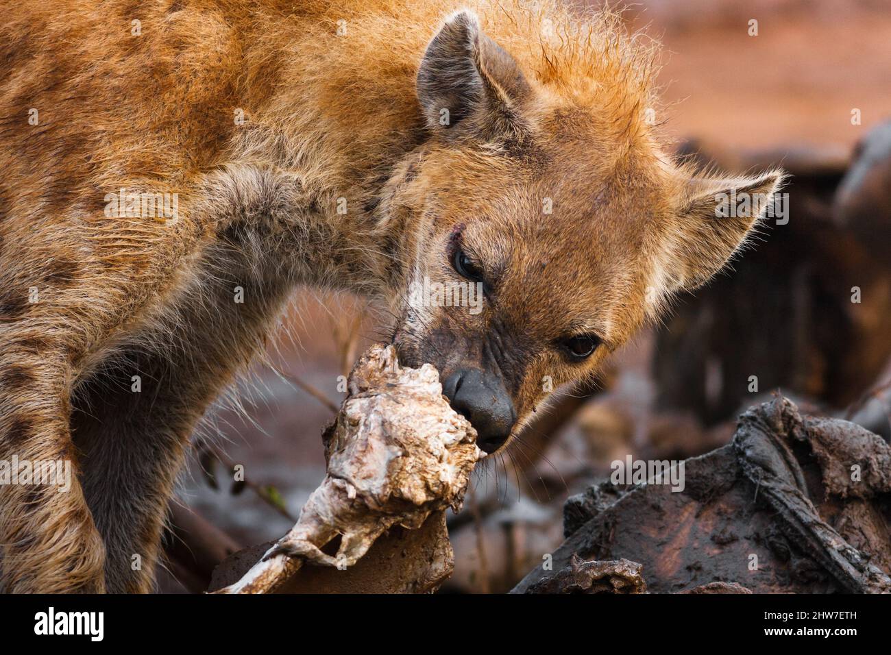 Portrait of Spotted Hyaena, Crocuta crocuta, feeding on old carcass of African Elephant, Loxodonta africana, North-West Province, South Africa Stock Photo