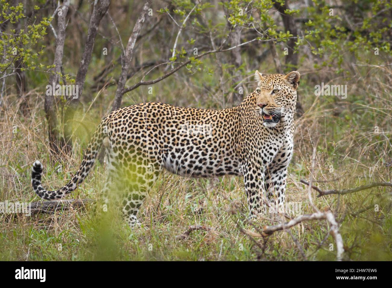 Young male Leopard, Panthera pardus, in bushveld, Malelane District, Kruger National Park, South Africa Stock Photo