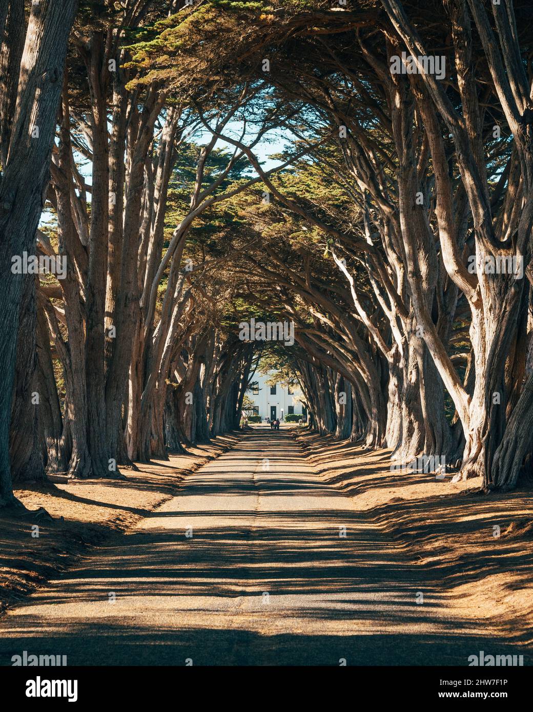 Point Ryes Trees The Cypress Tree Tunnel, at Point Reyes National Seashore, California ...
