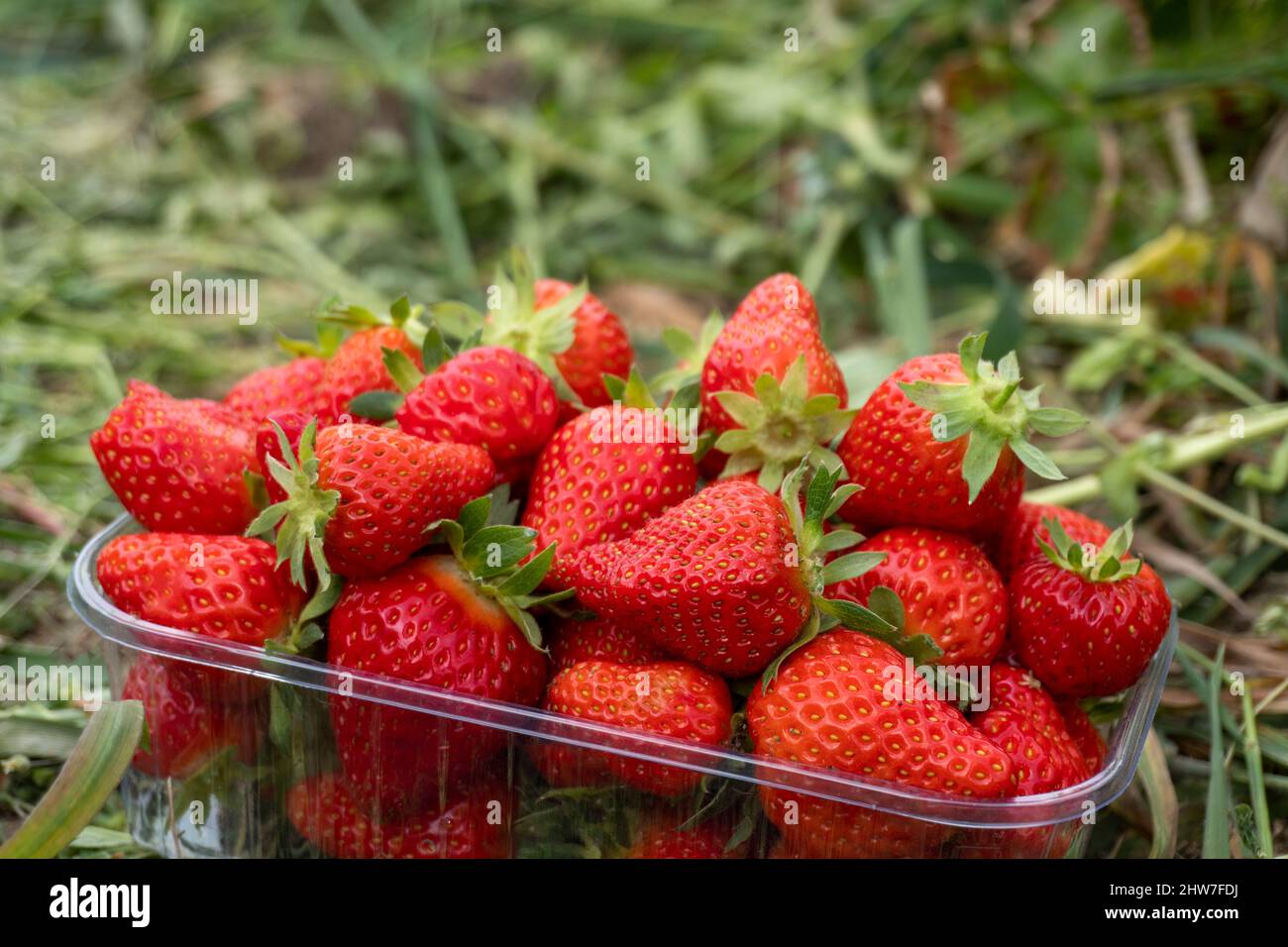 Box fresh strawberry fruit hi-res stock photography and images - Alamy