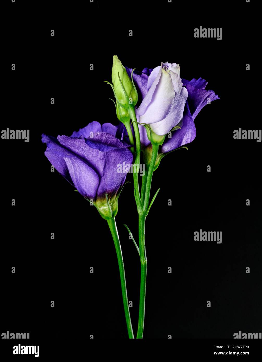 A pair of beautiful Purple Lisianthus flowers photographed against a
