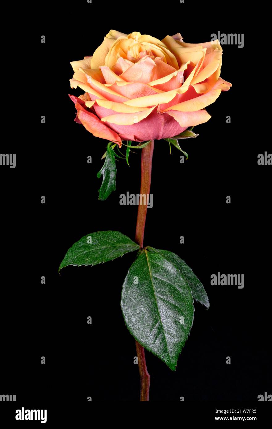 A beautiful orange Rose photographed against a plain black background Stock Photo