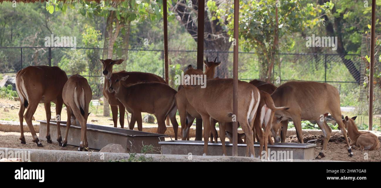 A small herd of deer stands in a herd. In the dim background Stock Photo