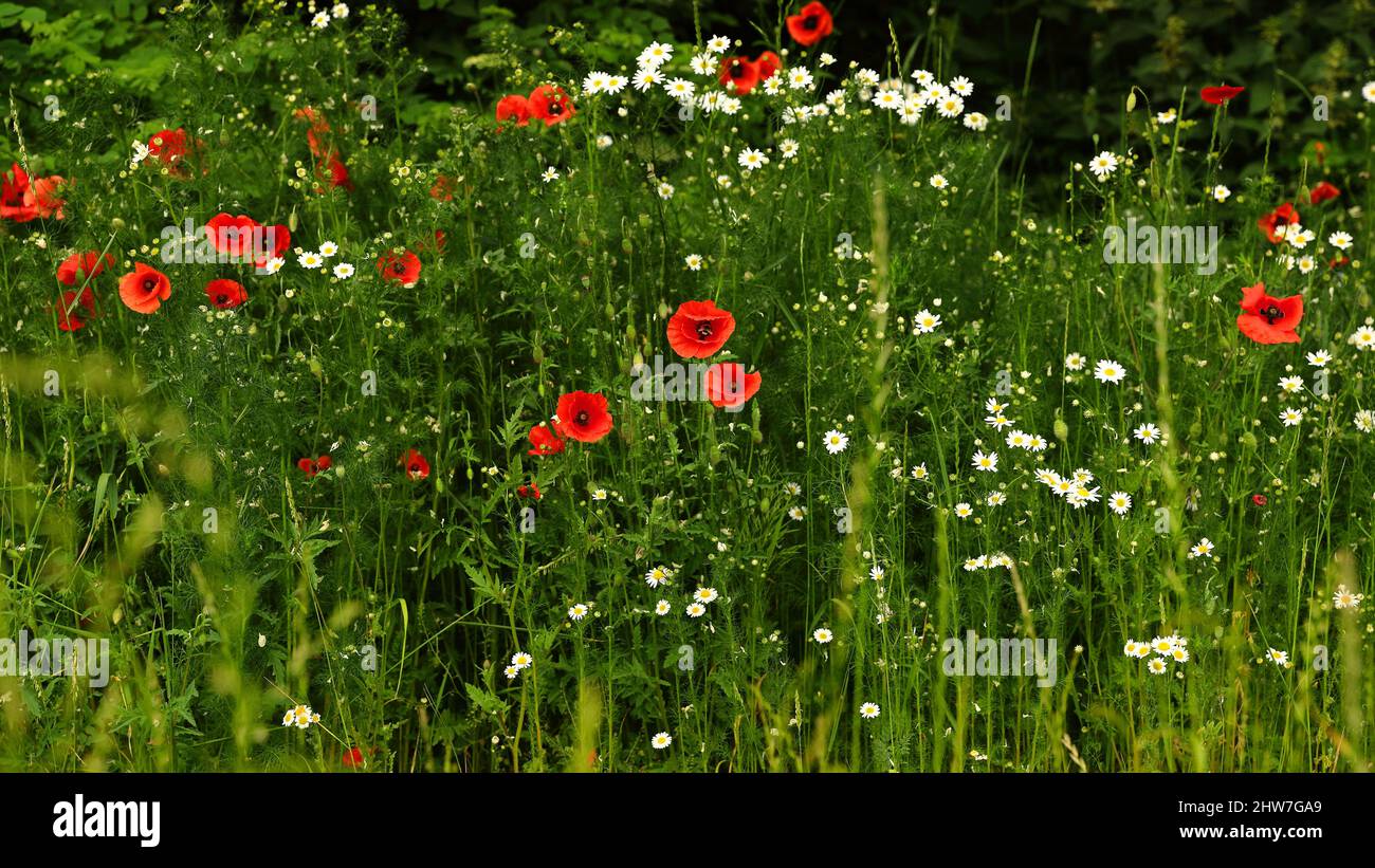 Red poppies blooming in urban green areas Stock Photo Alamy