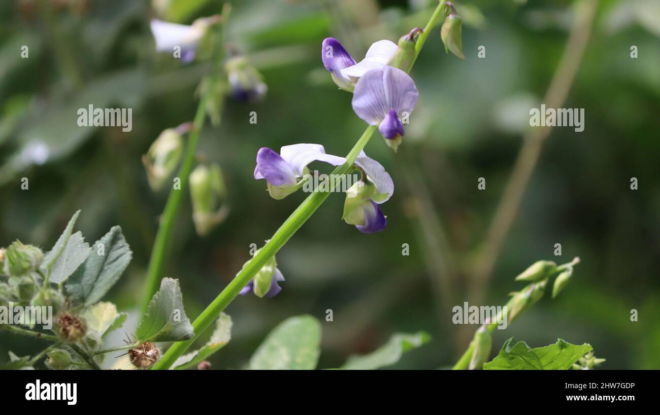 Evergreen plant and its purple flower. In the dim background Stock Photo