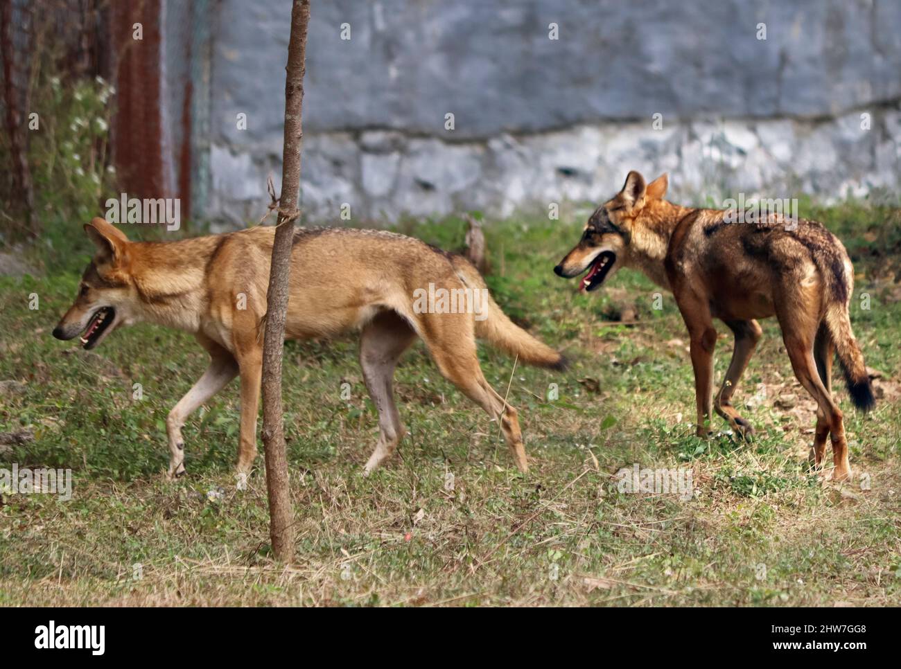 Two foxes (Jackal animal) stand. In the dim background Stock Photo