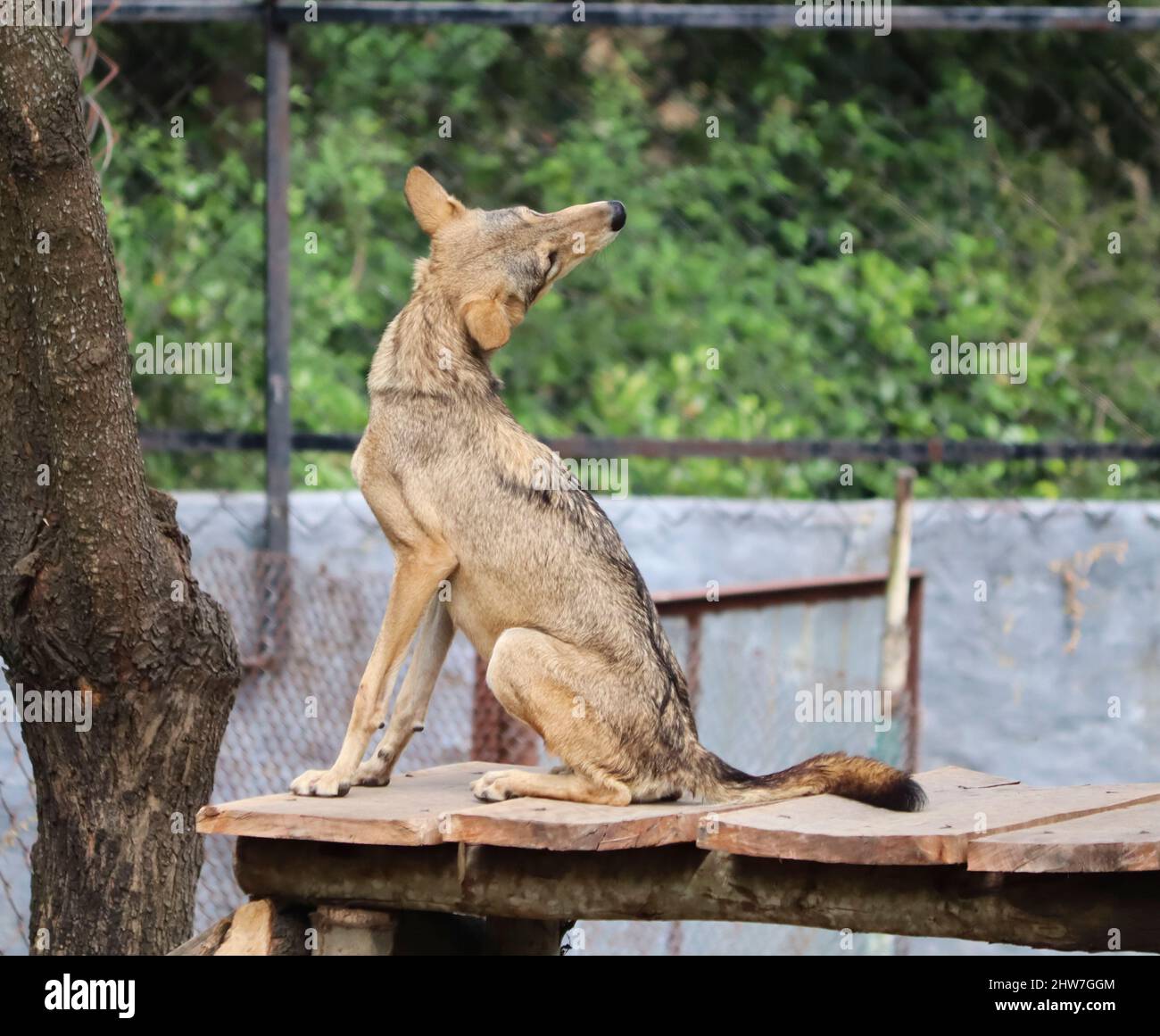 foxes (Jackal animal) stand in the table. In the blurred background Stock Photo