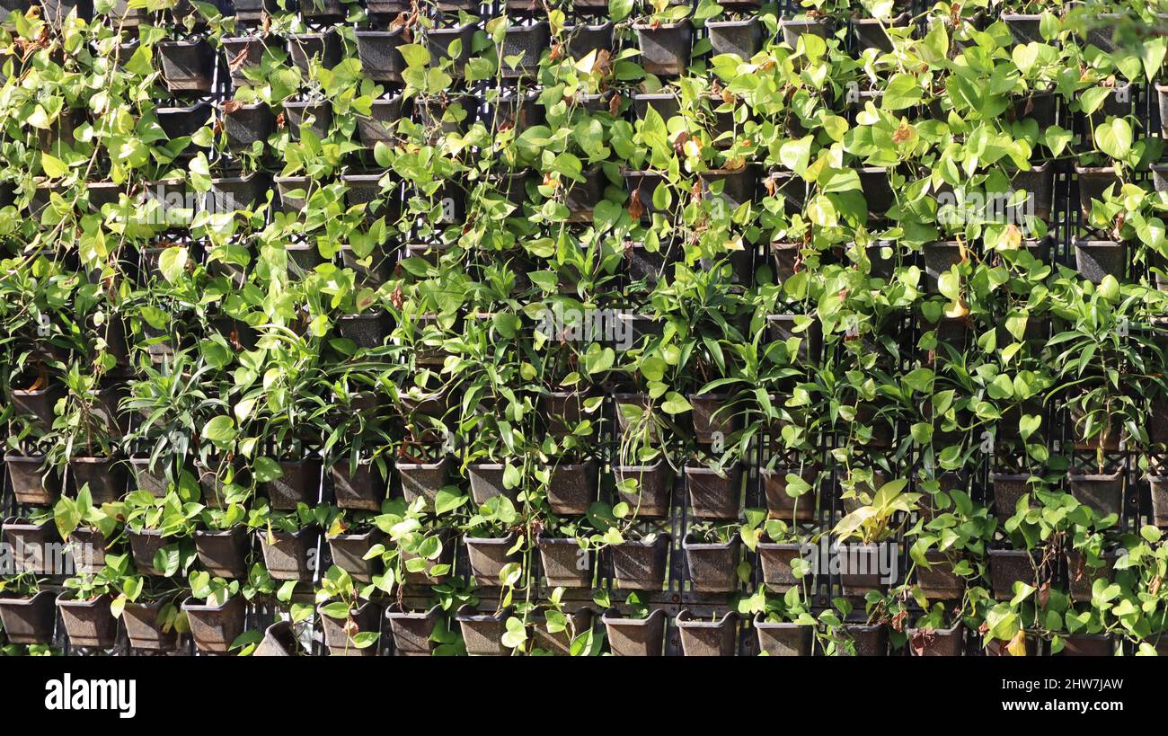 Green plant growing on the wall Stock Photo