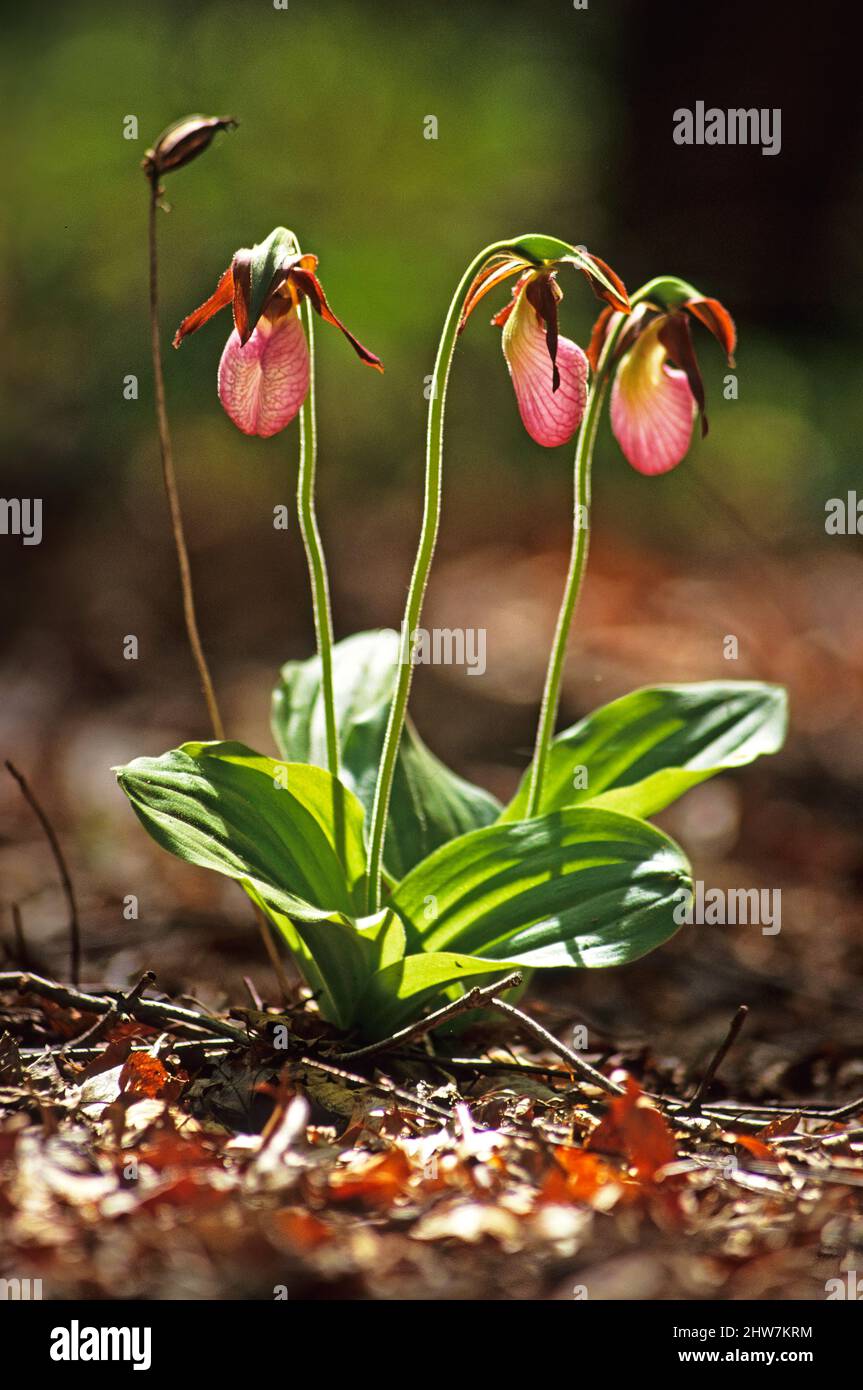 Pink lady's slipper orchids Stock Photo