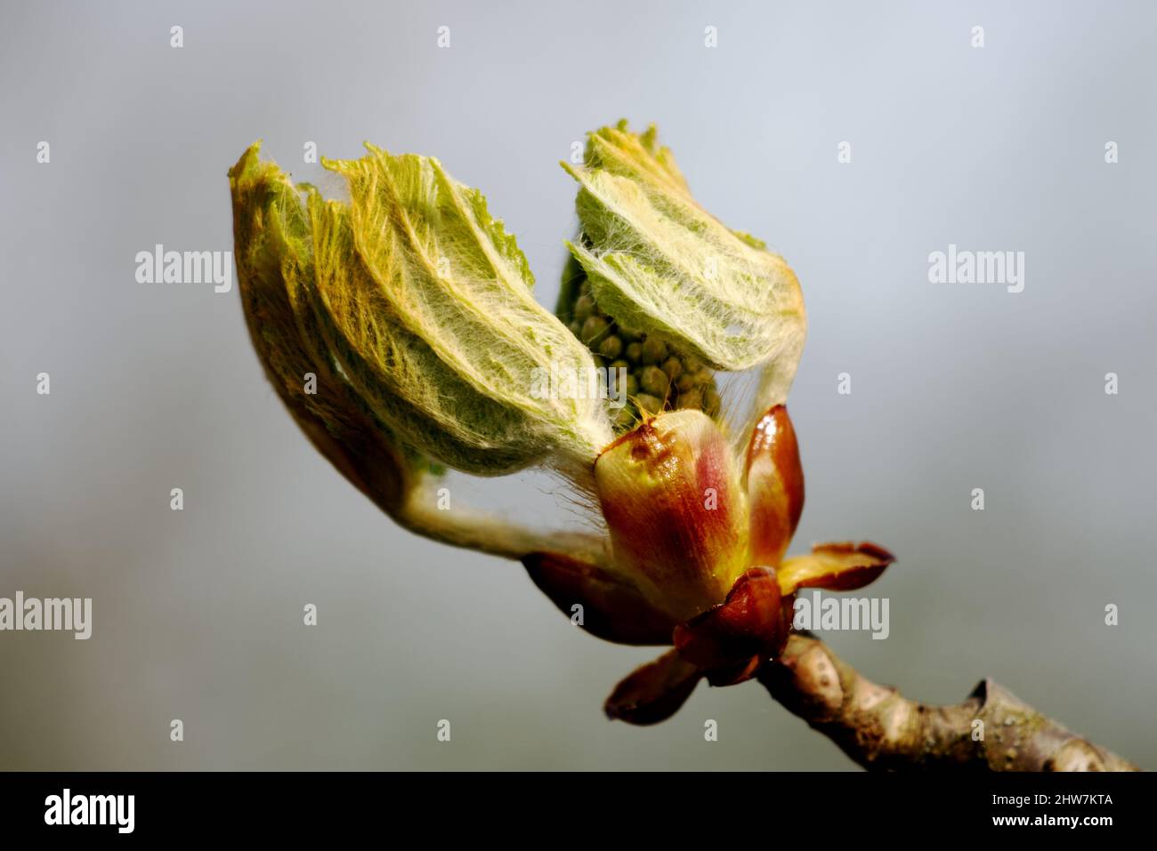 Chestnut tree branch hi-res stock photography and images - Alamy