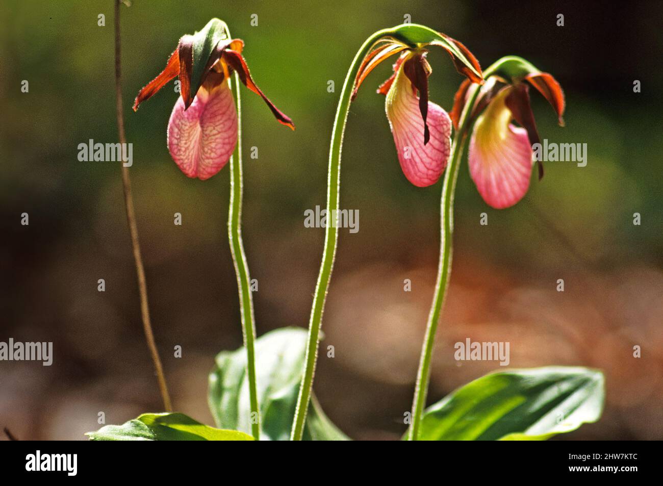 Pink lady's slipper orchids Stock Photo