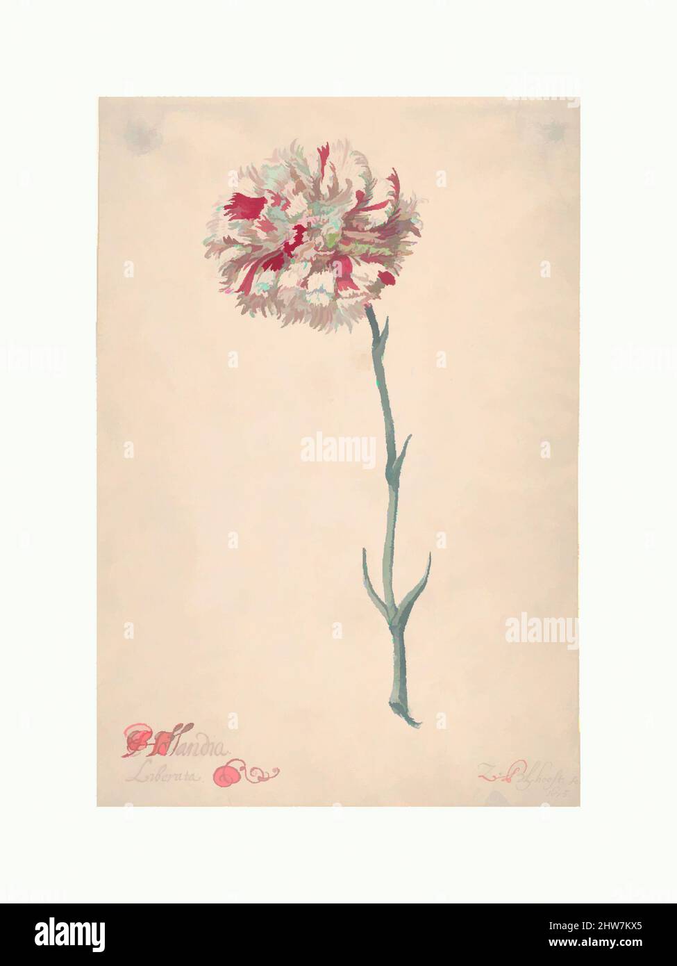 Art inspired by A Carnation ('Hollandia Liberata'), 1675, Watercolor and gouache, Sheet: 11 1/4 x 7 5/8 in. (28.5 x 19.4 cm), Drawings, Zacharias Blijhooft (Dutch, ca. 1630–1681 Middelburg, Classic works modernized by Artotop with a splash of modernity. Shapes, color and value, eye-catching visual impact on art. Emotions through freedom of artworks in a contemporary way. A timeless message pursuing a wildly creative new direction. Artists turning to the digital medium and creating the Artotop NFT Stock Photo
