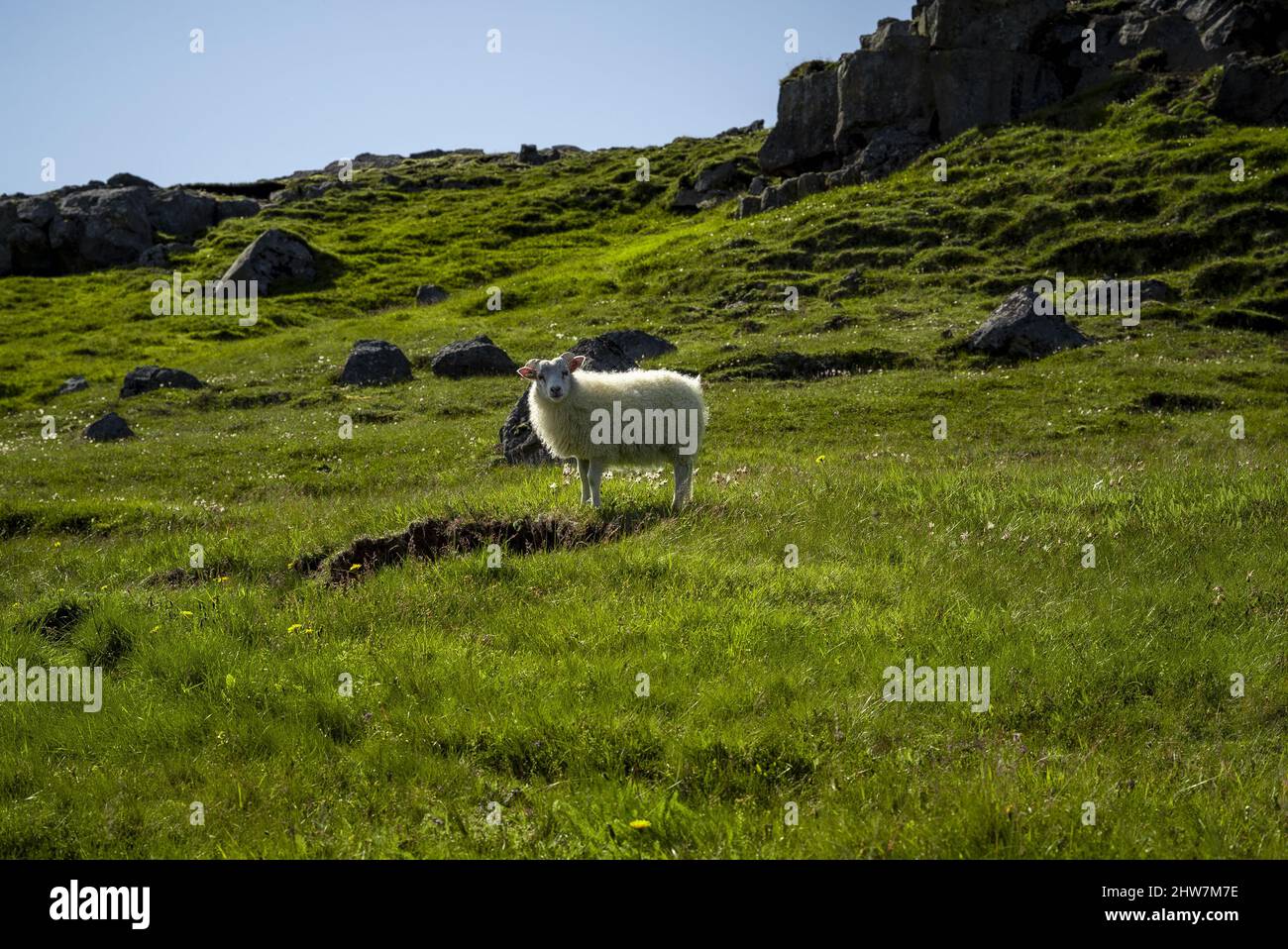 White sheep in the green field. Iceland Stock Photo - Alamy