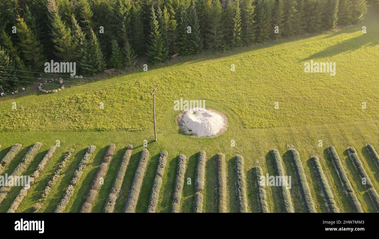 Aerial view of a green agricultural field Stock Photo - Alamy
