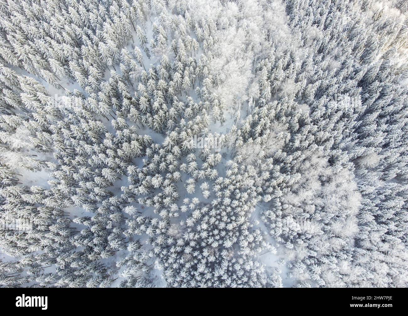 Scenic winter view pine forest hi-res stock photography and images - Alamy
