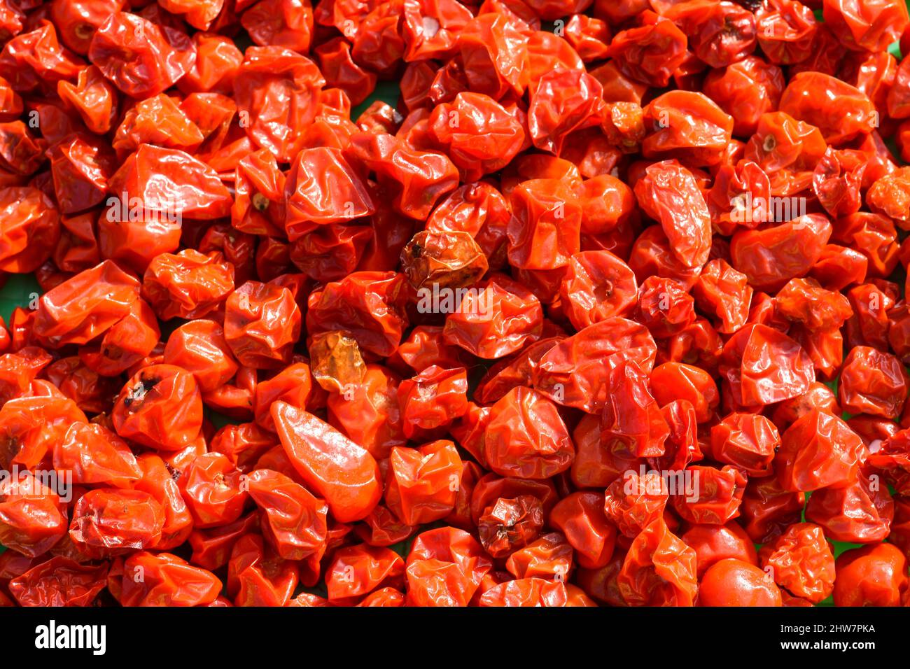 Himalayan chillies, known as Dalle Khursani is one of the hottest chilies found in the world. Stock Photo