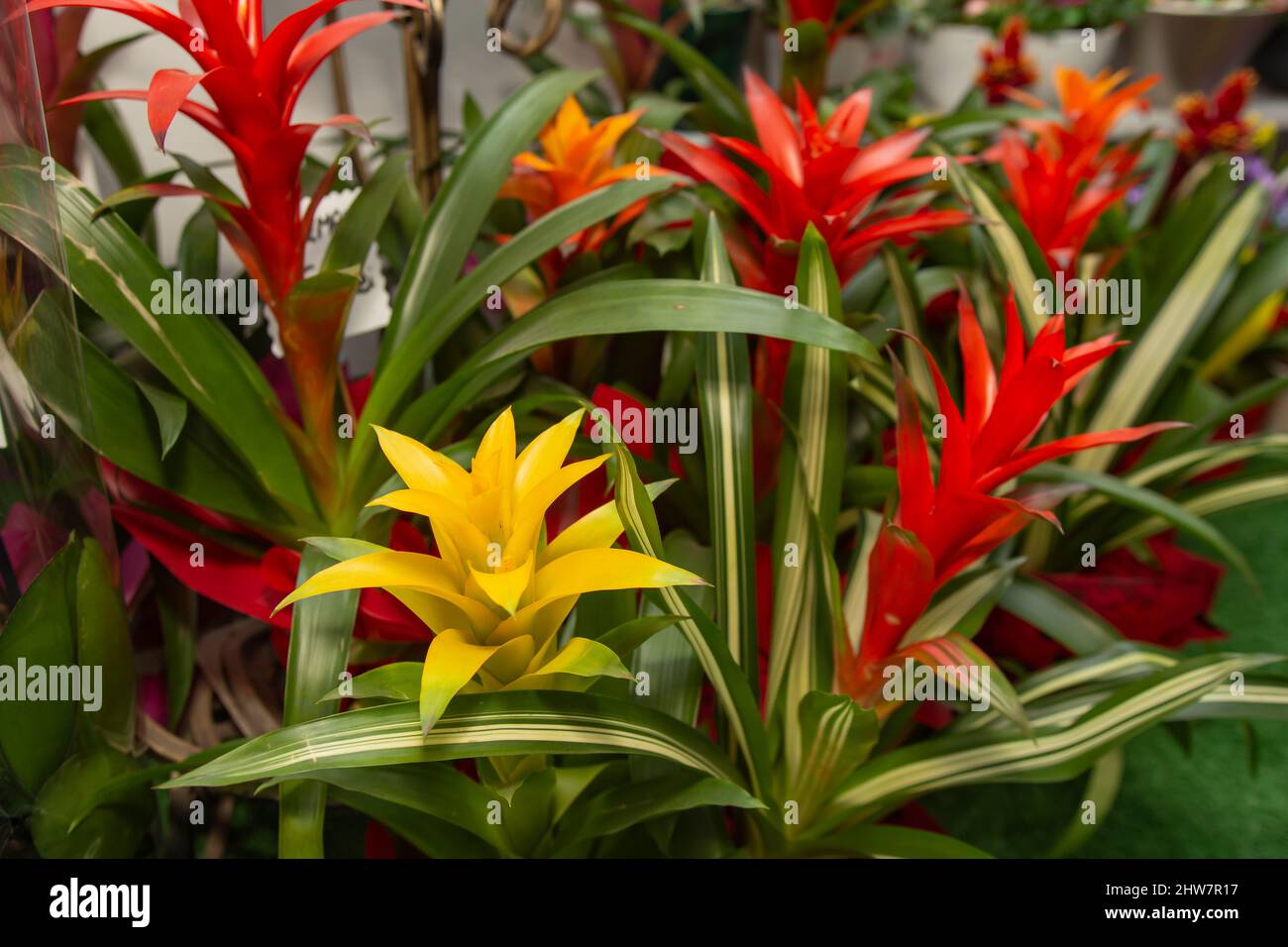 Guzmania red and yellow flowers, in a flower shop Stock Photo