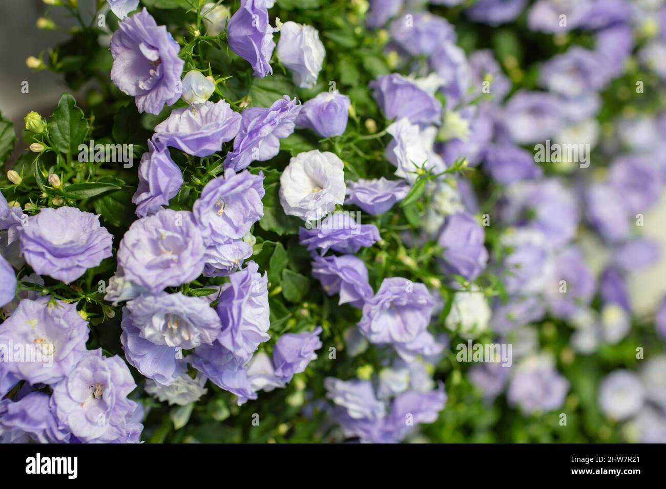 Campanula flowers, shallow depth of field side view Stock Photo