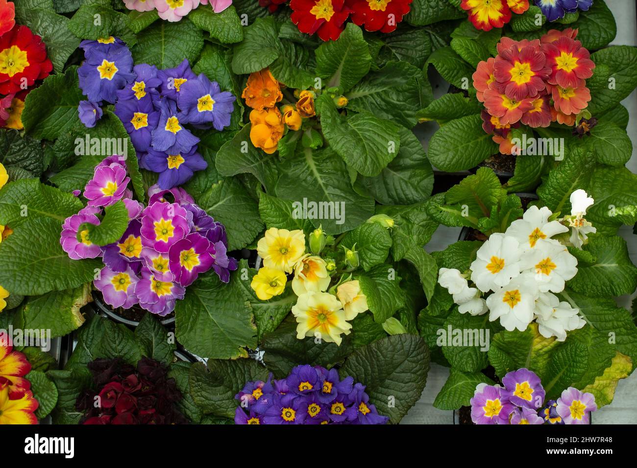 Colorful primula flowers, top view Stock Photo