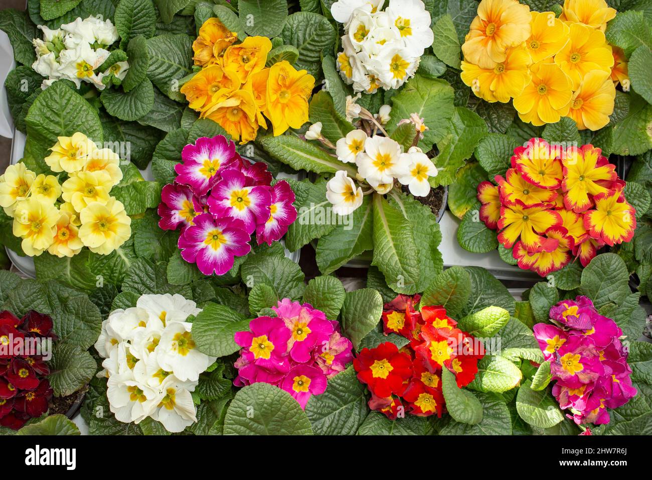 beautiful primula flowers, top view close up Stock Photo