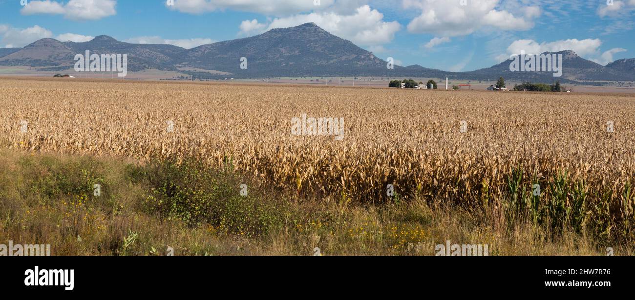 Farmland Seen from El Chepe Train between Chihuahua and La Junta, Chihuahua State, Mexico. Stock Photo