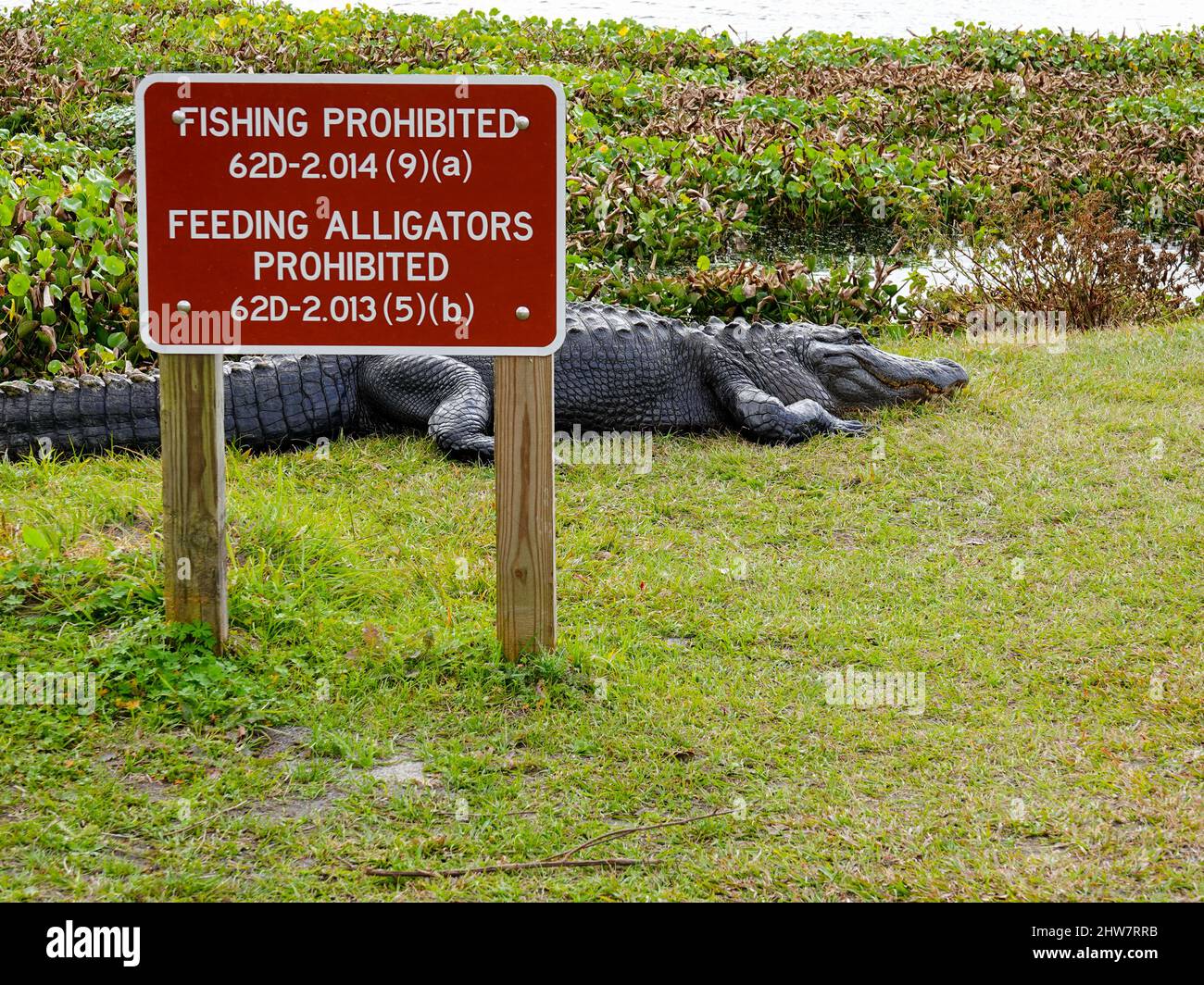 Large alligator sunning behind state park "feeding alligators prohibited" sign, Paynes Prairie