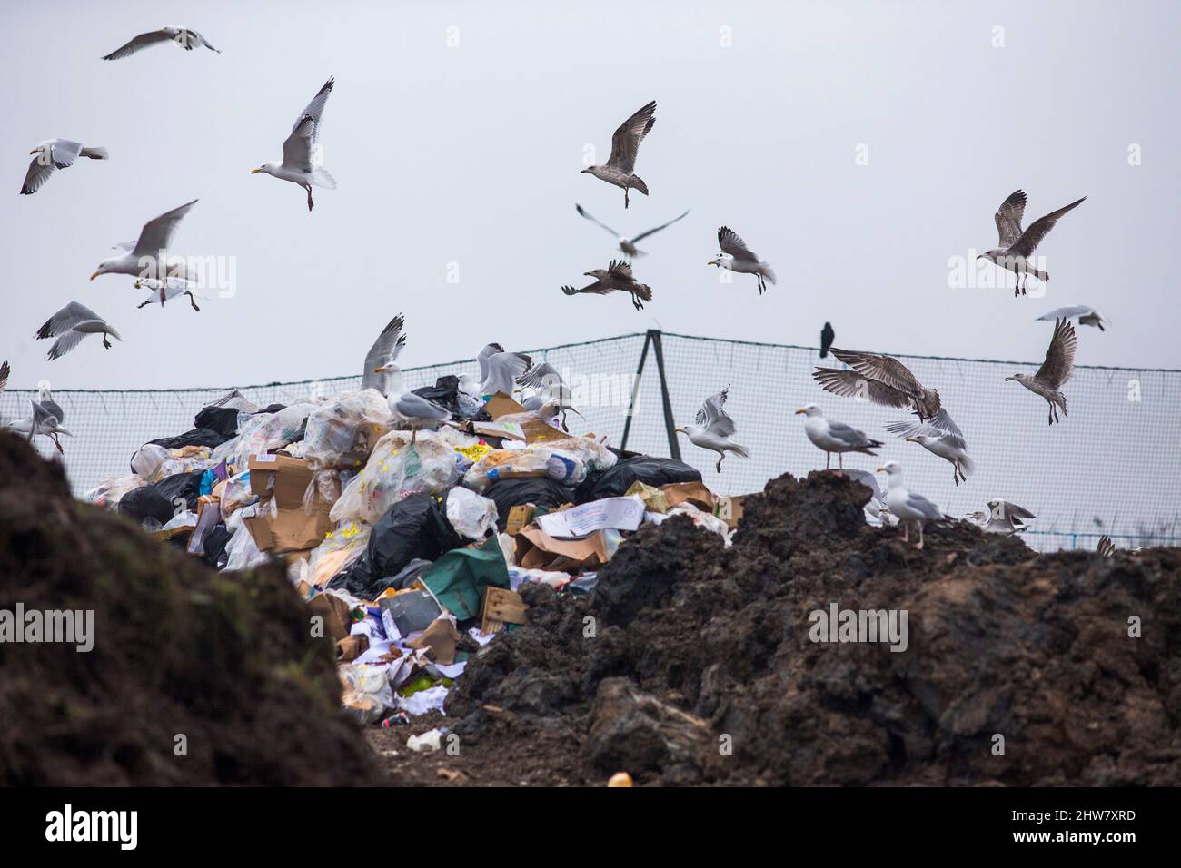 Seagulls swoop and dive onto waste on a household waste site - they are attracted to the waste as a source of easy food for themselves - England,UK. Stock Photo