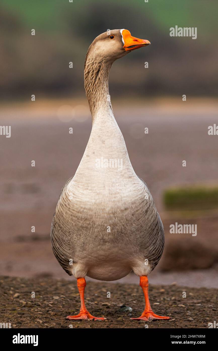 Greylag Goose Stock Photo