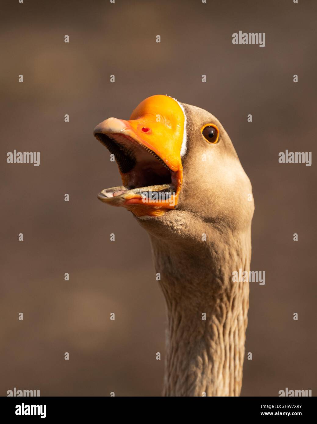 Greylag Goose Stock Photo